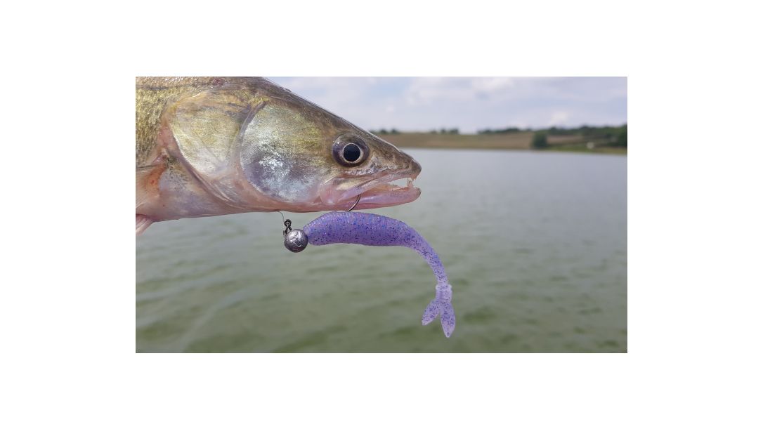 Бяла риба уловена с Realis V-tail Shad