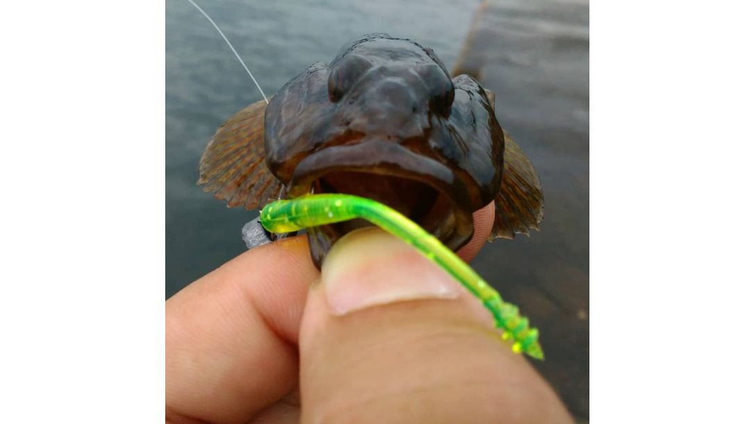 Goby caught on Tetra Works Pipin