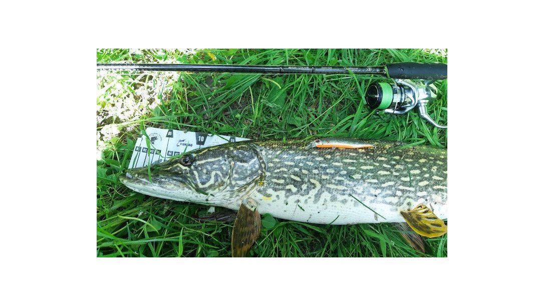 85см щука уловена на Realis Jerkbait 85SP
