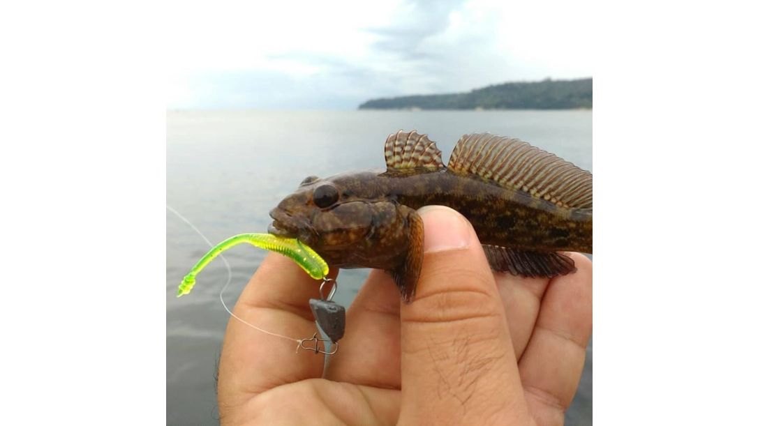 Goby caught on Tetra Works Pipin