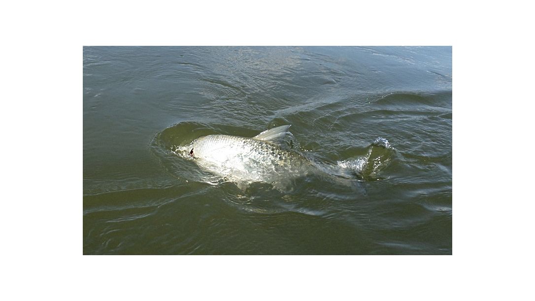 Металните примамки на Pontoon 21