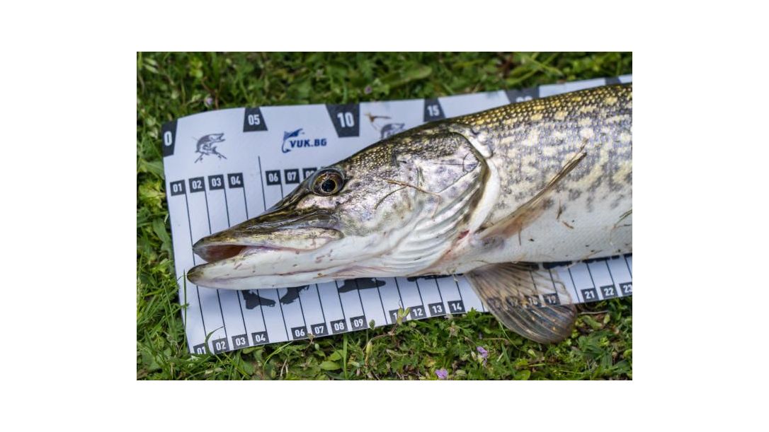 Щука на метър