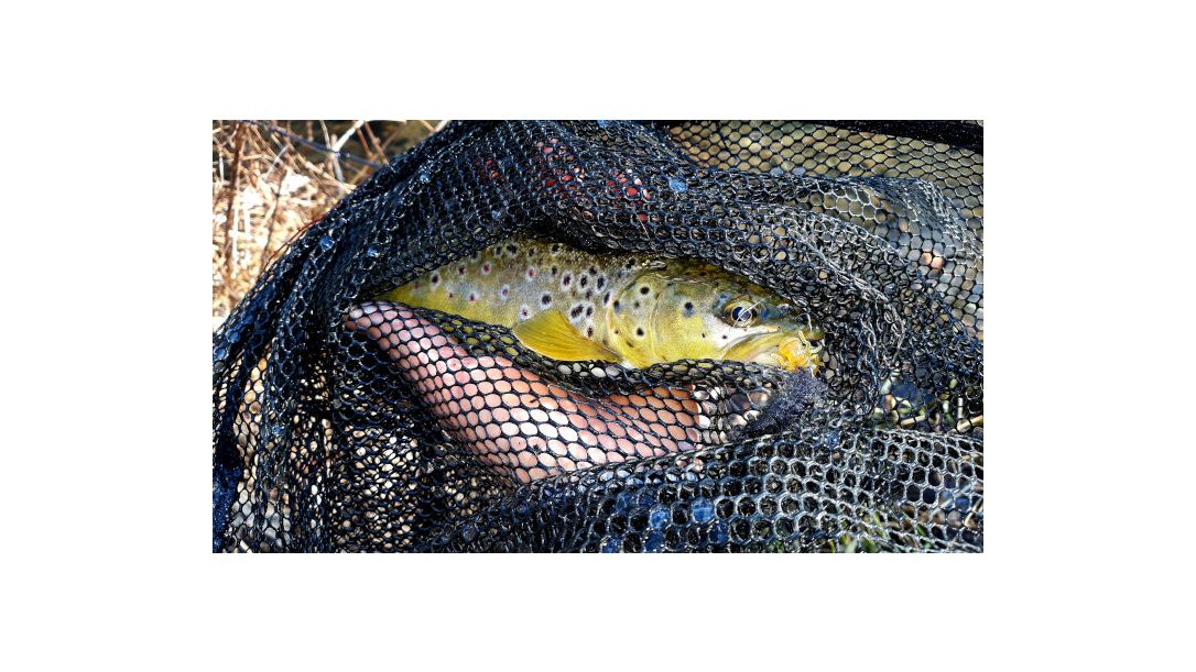 Балканска пъстърва снимана в кеп