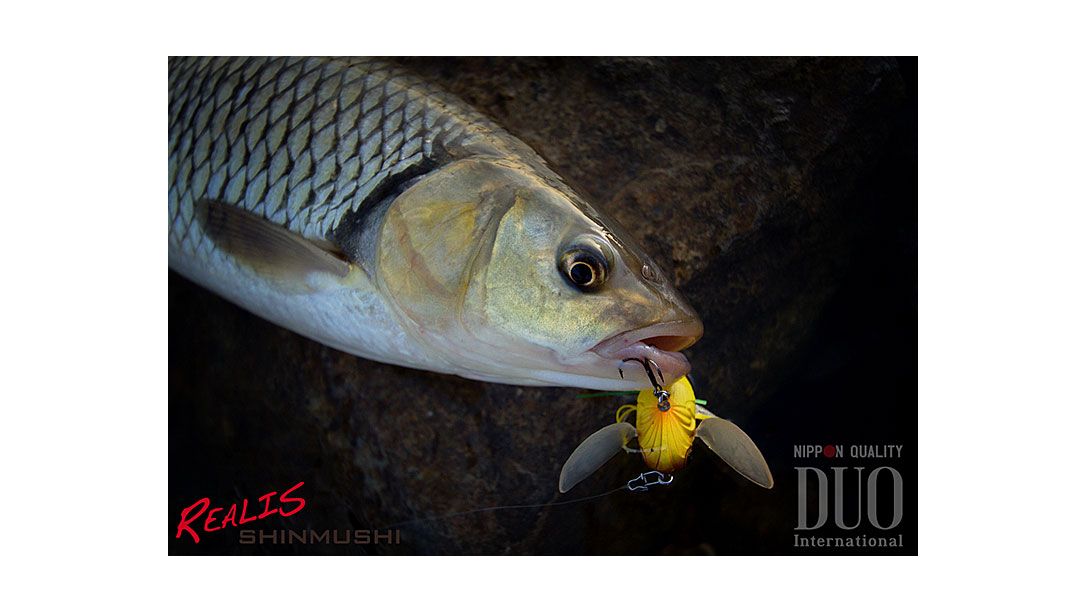 Риболов в Хърватия: кефал и насекоми