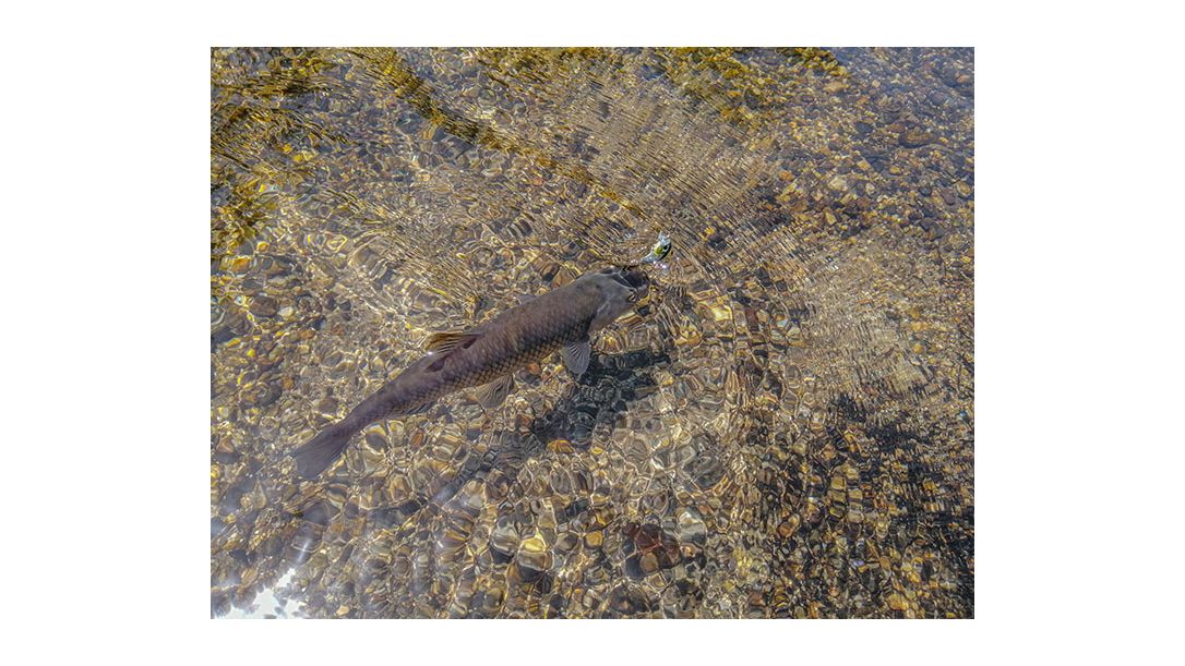 Риболовни пътешествия - летен риболов на кефал с воблери