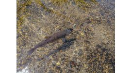 Риболовни пътешествия - летен риболов на кефал с воблери