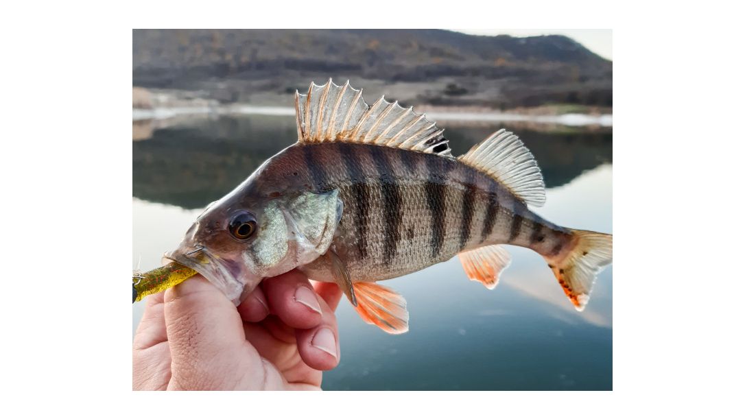 Риболов на костур - основи за начинаещи