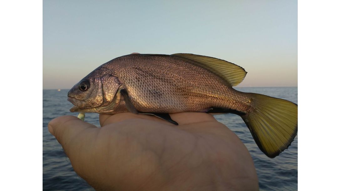 Морска врана уловена на джиг