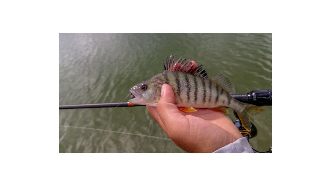 Риболов в края на лято 2022 - кефал, костур и щука