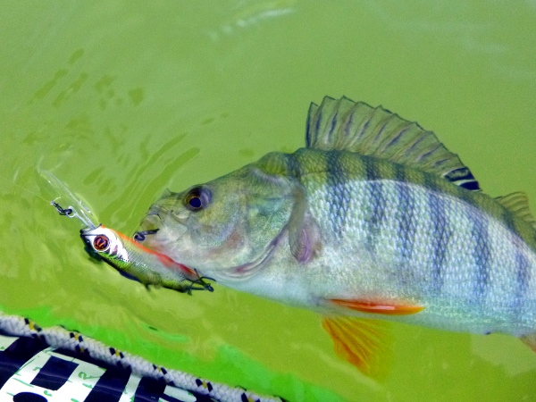 Костур и CrackJack