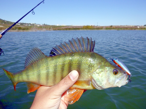 Костур и CrackJack