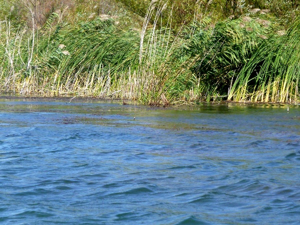 Щукарско място