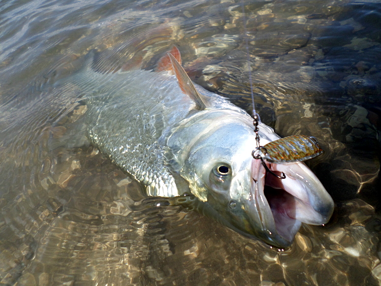 Распер - Sinuoso Spoon - Pontoon 21