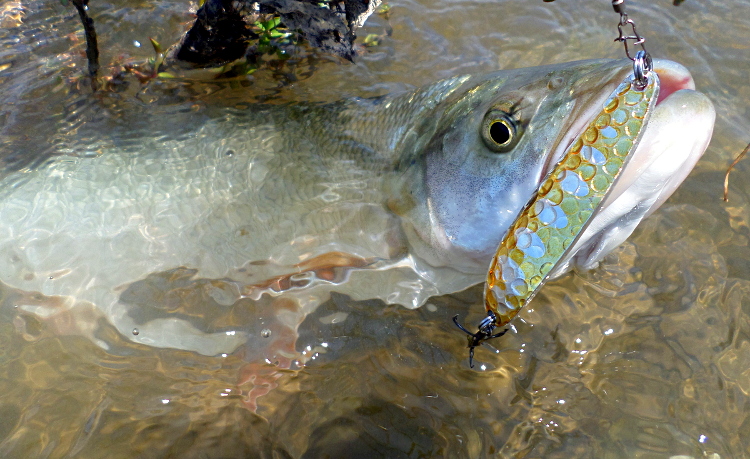 Клатушка Sinuoso Pontoon 21