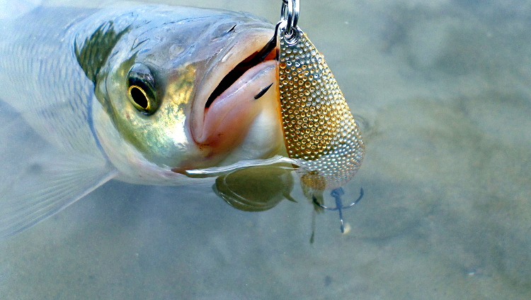 Блесна Sintura - Понтоон 21