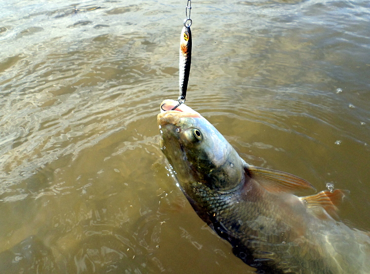 Распер на Pontoon 21 Paco