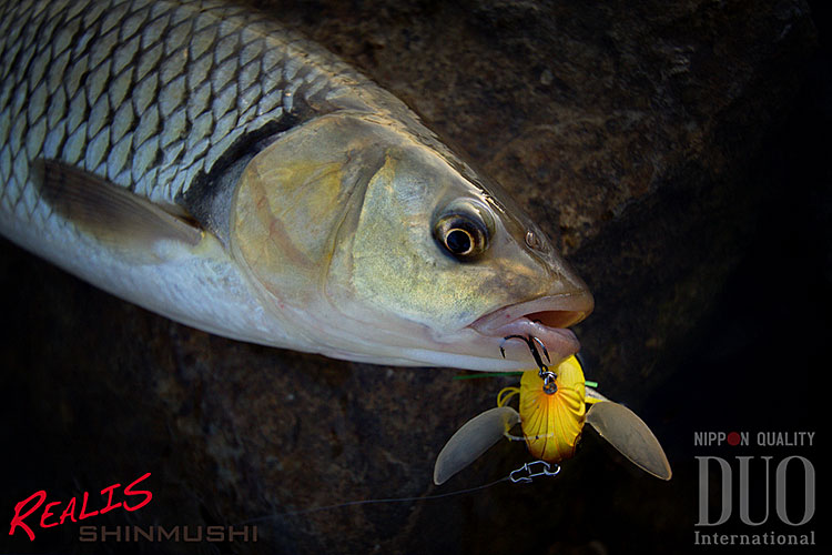 Речен кефал