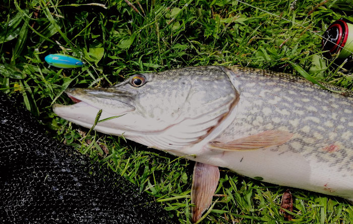 Щука на Realis Apex Crank 66 Squared