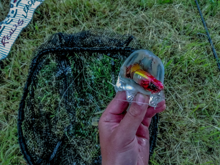 Щука с Realis Rozante PERJ 95F в устата