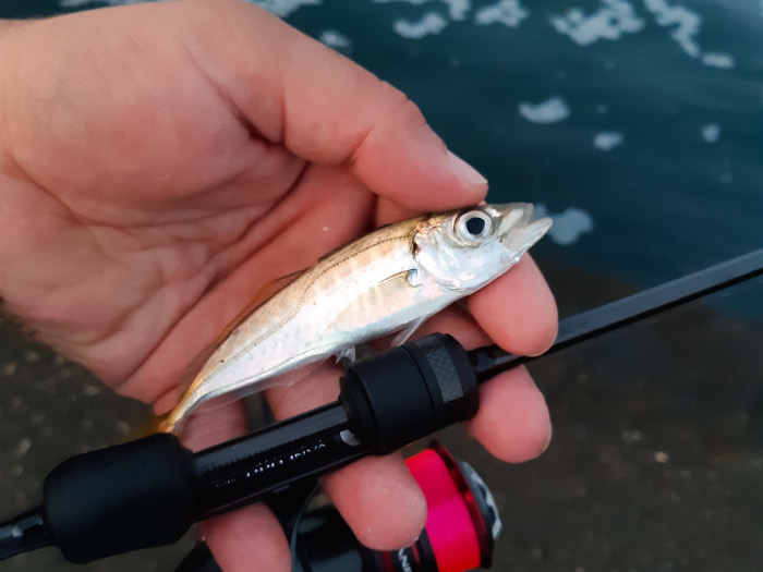 Дребен сафрид уловен с въдица React 55