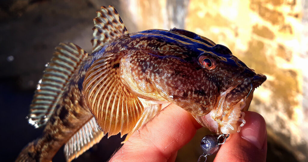 Лихнус уловен на силиконова примамка