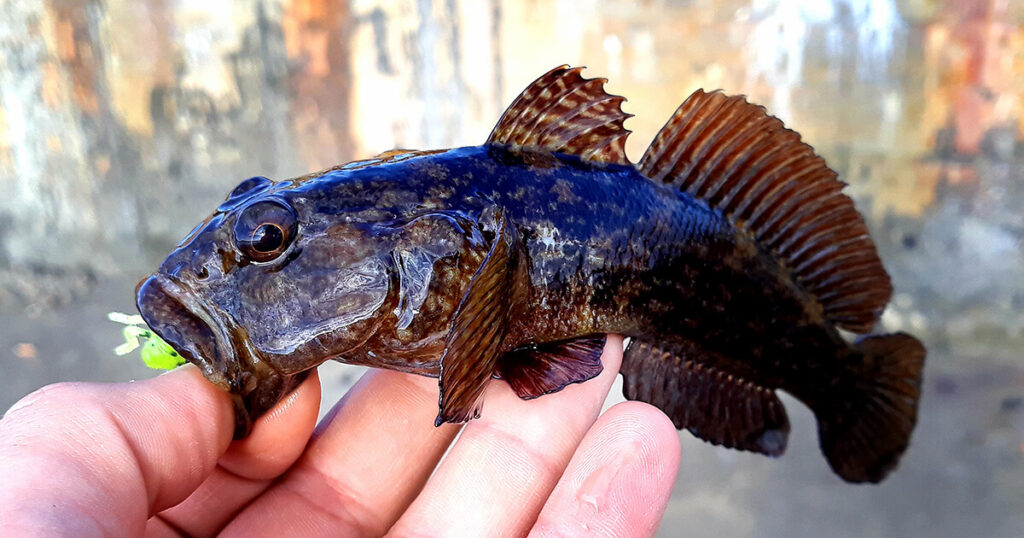Попче уловено на силиконова примамка