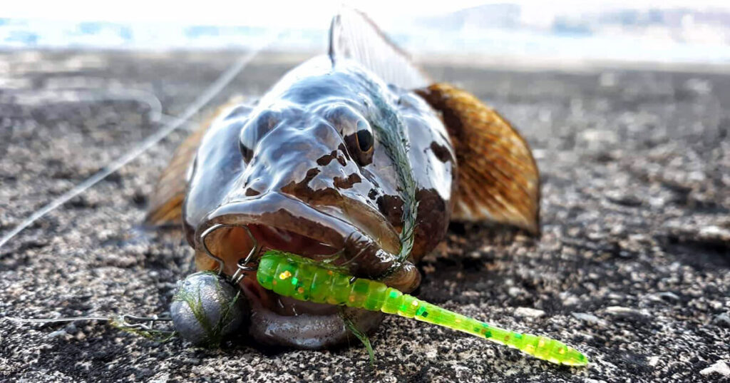 Попче уловено на силиконов червей