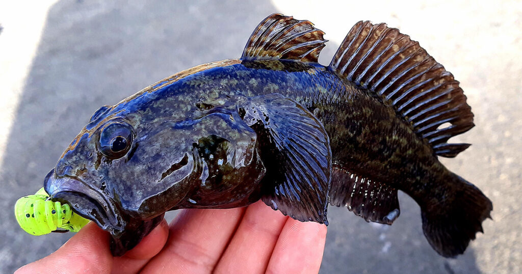 Скално попче на силикон