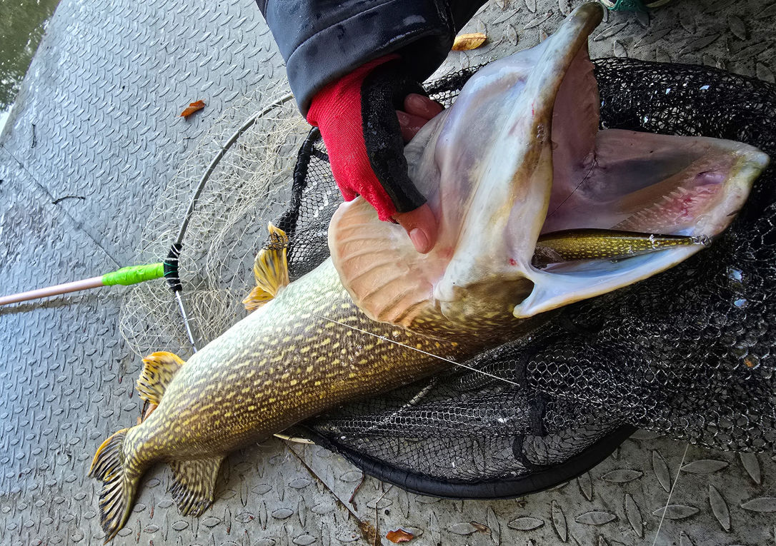 106см щука уловена с Realis Jerkbait 120SP Pike ND