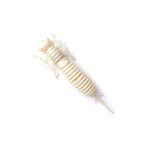 Larva 1.6 - 025 Pearl White
