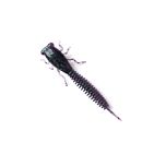 X-Larva 2.0 - 007 June Bug